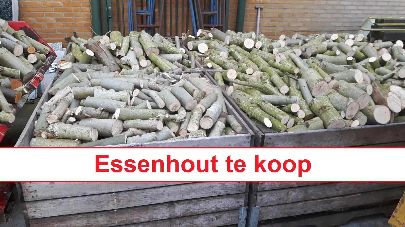 Essenhout_te_koop